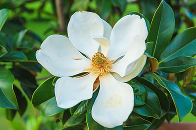 Mississippi Magnolia